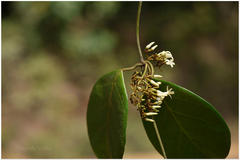 Toxocarpus kleinii